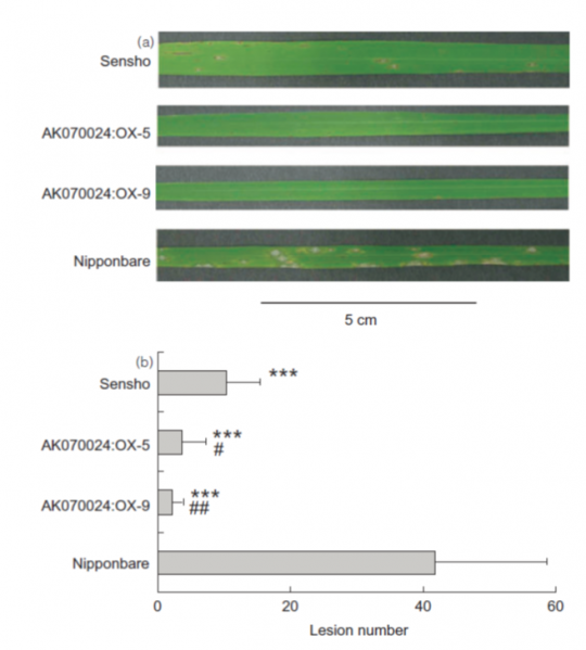 File:Os09g0533600 Figure6.png
