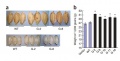 Thumbnail for version as of 06:15, 9 June 2014