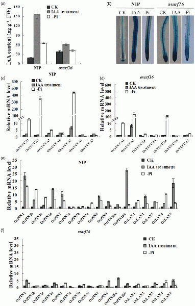 File:Shijc-Os06g0196700-Fig1.gif