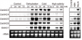 Fig.1.OsNAC5.png
