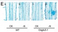 Figure1E.JPG