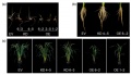 Thumbnail for version as of 12:08, 14 May 2014