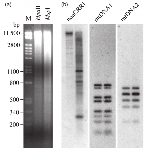 File:IC4R005-Epigenomic-2016-20487381-1.png