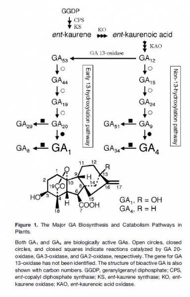 File:K-1.jpg