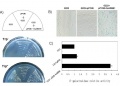 Thumbnail for version as of 08:59, 9 June 2014