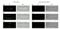 Fig-7 Intracellular localization of the GFP-OsTPC1 fusion protein.jpg