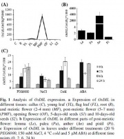 Fig.1.jpg