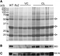 Thumbnail for version as of 13:19, 9 June 2014