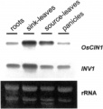 Thumbnail for version as of 15:28, 6 June 2014