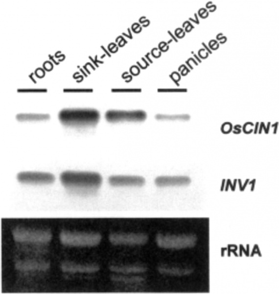 File:Fig1-wyh.jpg
