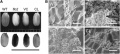 Thumbnail for version as of 14:44, 9 June 2014