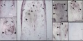 Thumbnail for version as of 18:04, 23 May 2014