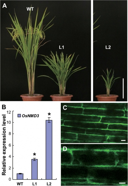 File:Shijc-Os10g0573900-Fig1.jpeg