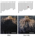 Thumbnail for version as of 03:01, 11 May 2014