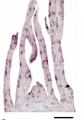 Thumbnail for version as of 10:49, 2 June 2014