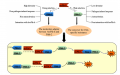 Thumbnail for version as of 07:50, 9 June 2014