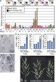 Thumbnail for version as of 04:05, 30 May 2014