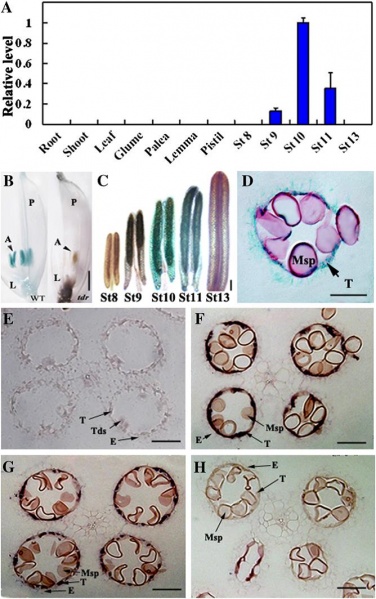 File:Expression pattern of OsC6.jpg