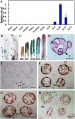 Thumbnail for version as of 13:26, 1 June 2014