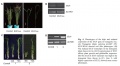 Thumbnail for version as of 16:26, 10 June 2014