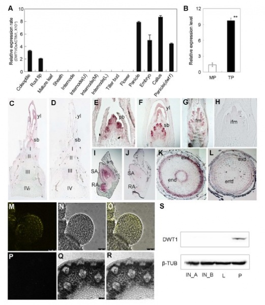 File:Figure 5 .jpg