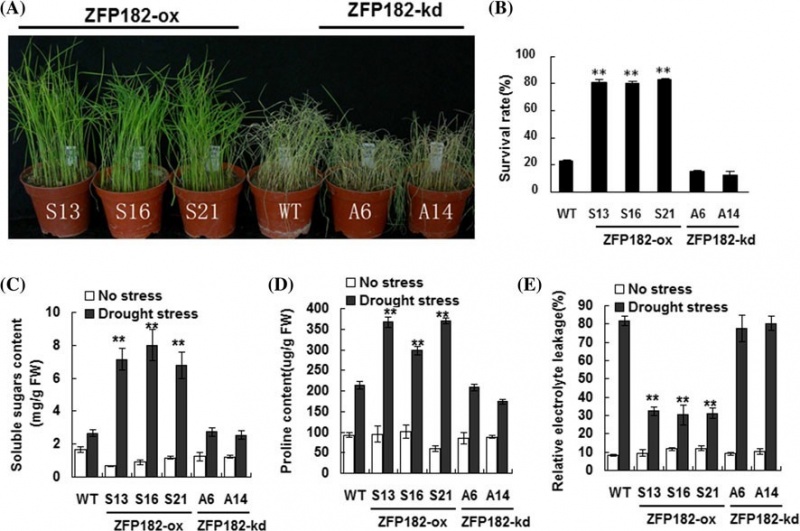 File:ZFP182 expression3.jpg