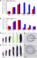 Figure 2. Analyses of ROS and Superoxide Anion levels in Wild-Type.png