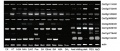 Thumbnail for version as of 07:12, 11 June 2014