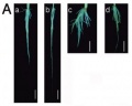 Fig 1A.JPG