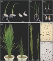 Thumbnail for version as of 03:22, 31 May 2014