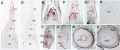 Thumbnail for version as of 02:20, 29 May 2014