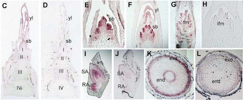 File:Dwt1-8.jpg