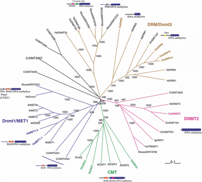 File:Fig.7 OsDRM2.png