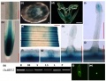 Thumbnail for version as of 17:02, 25 May 2014
