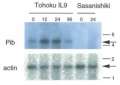 Thumbnail for version as of 05:49, 6 June 2014