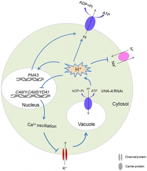 File:OsVHA-A model.jpg
