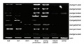 Thumbnail for version as of 07:09, 11 June 2014