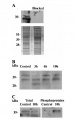Thumbnail for version as of 16:26, 5 June 2014