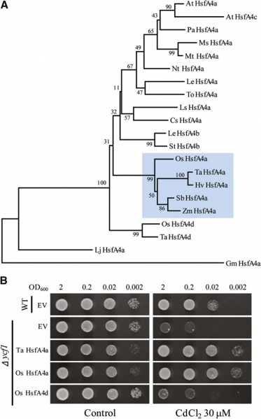 File:OsHsfA4a Fig.04.png