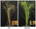 Thumbnail for version as of 06:45, 25 May 2014