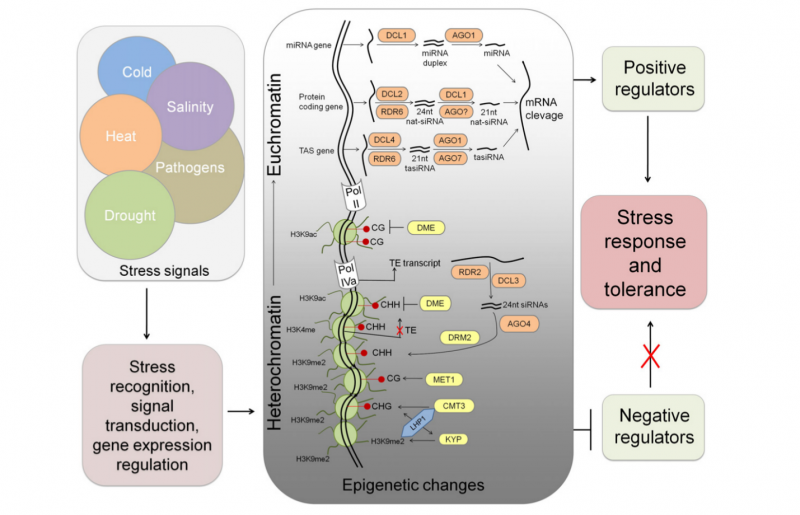 File:IC4R-Epigenomic-overview-2.png