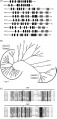 Thumbnail for version as of 07:21, 7 June 2014