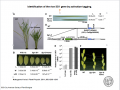 Thumbnail for version as of 07:52, 10 June 2014