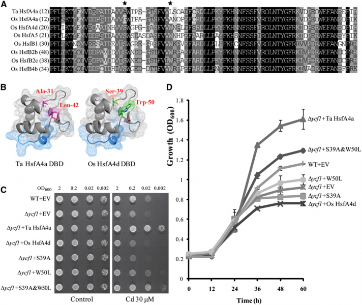File:OsHsfA4a Fig.02.png