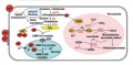 Thumbnail for version as of 08:17, 24 May 2014