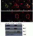 Thumbnail for version as of 14:07, 26 December 2014