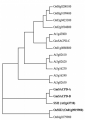 Fig.2.Phylogenetic tree .png