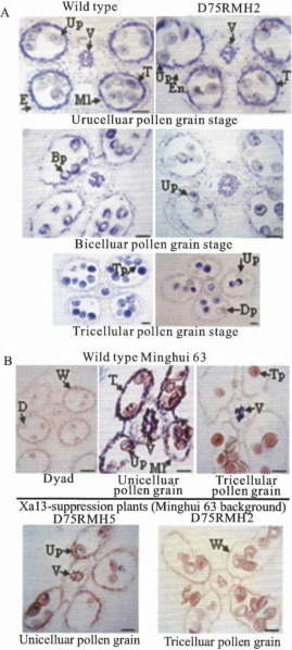 File:图片pollen.png