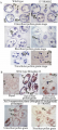Thumbnail for version as of 04:06, 9 June 2014
