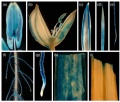 Thumbnail for version as of 12:06, 14 May 2014